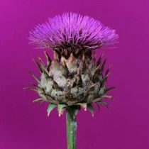 The Herbal Apothecary C-E