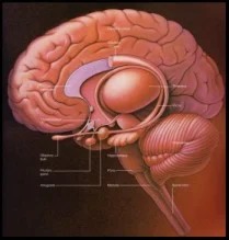 Natural Approaches to Multiple Sclerosis