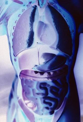 Enzymes: The Key to Longevity