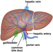 Handling Hepatitis