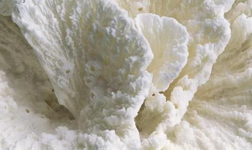 Calcium: The Overrated Mineral