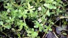 Bacopa and Epilepsy