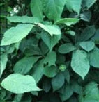 The Hidden Power of Houseplants