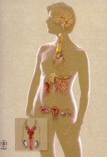 Getting to Know Your Glands 101