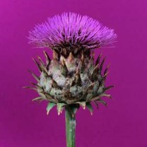 artichoke.jpg