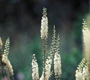 Copy-of-Black-Cohosh.jpg
