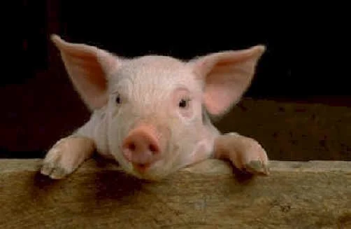 Pig-image.jpg