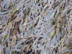Bladderwrack.jpg