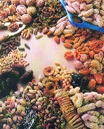 fruits.jpg