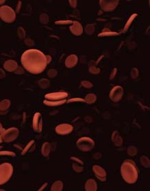 Blood-cells.jpg