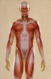Muscle Image.jpg