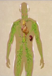 LymphSystem.jpg