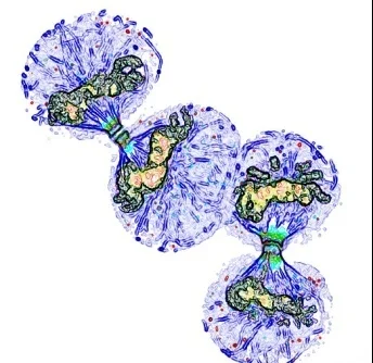 cell division.jpg