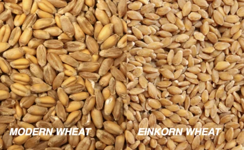 If You Can't Tolerate Gluten, Try Einkorn