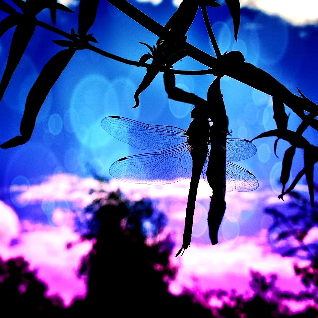 Dragonfly.jpg