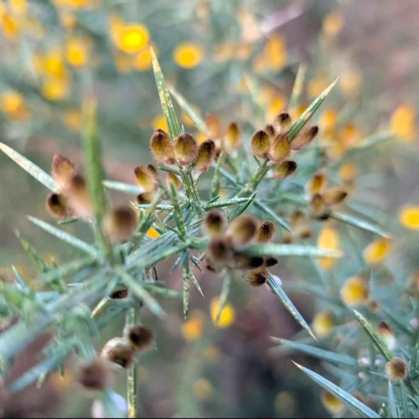 Gorse on the moors 💛 My family have made syrup from gorse before, but now I'm wondering of the herbal properties?

#wildfood #herbalism #wildtea