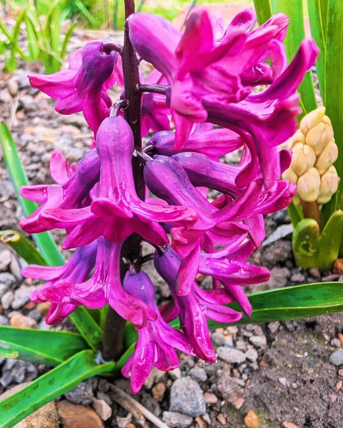 Hyacinth in Sandsend on my walk to a @breathbeatsuk session yesterday. Beautiful 🥰