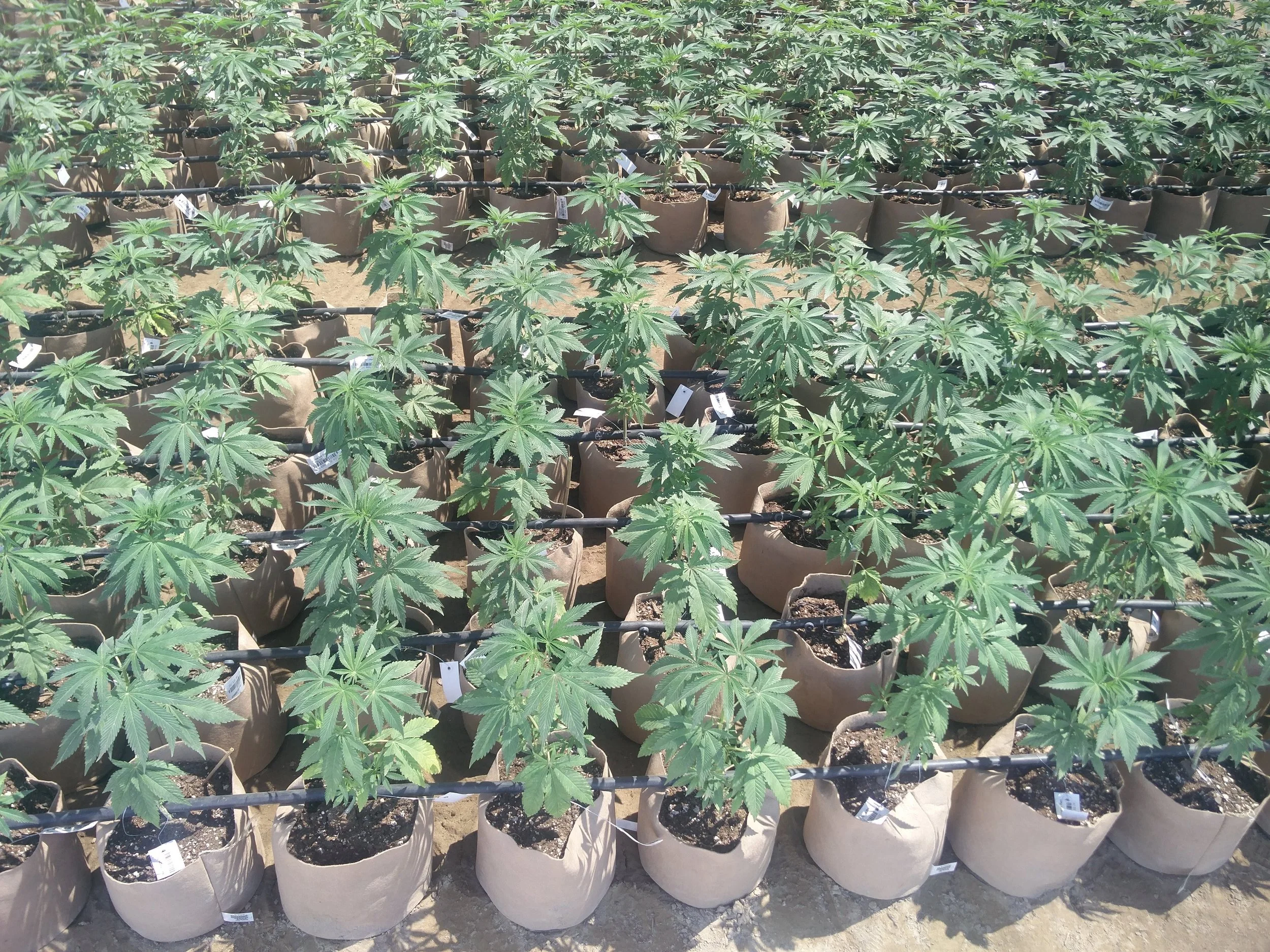 2 Gallon Smart Pots