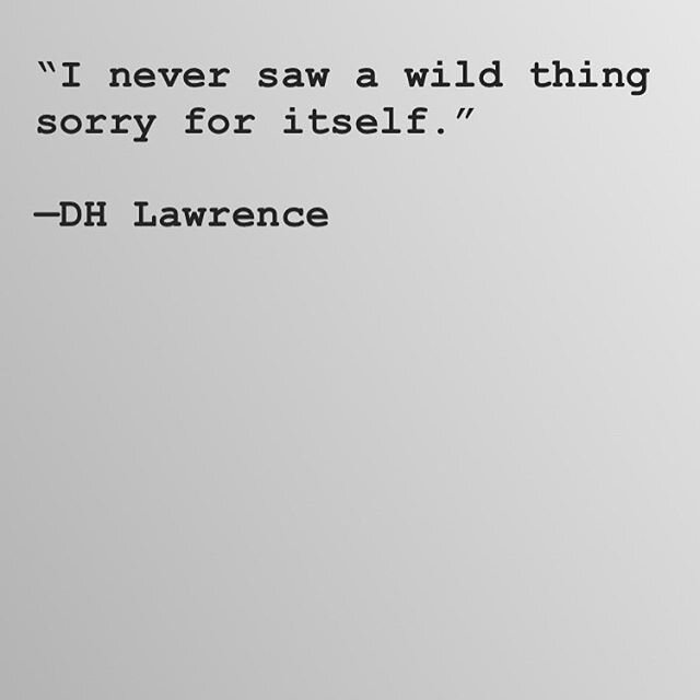 &ldquo;The Spirit is a Lion. You don&rsquo;t tame it.&rdquo; Walter Brueggemann
.
.
To re-wild your soul is to set boundaries around your own wholeness. Integrity just means wholeness.
.
.
.
#rewild #wonder #iaskedforwonder #creative #creativity #wil