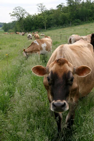 Deep impact: The Toll Your Protein Takes on the Earth