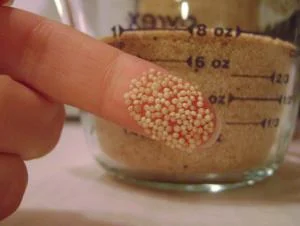 TSU Researchers Hope Ancient Grain They're Growing Becomes Next Quinoa