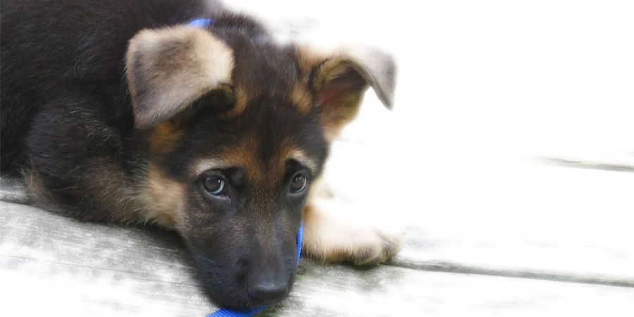 puppy.jpg