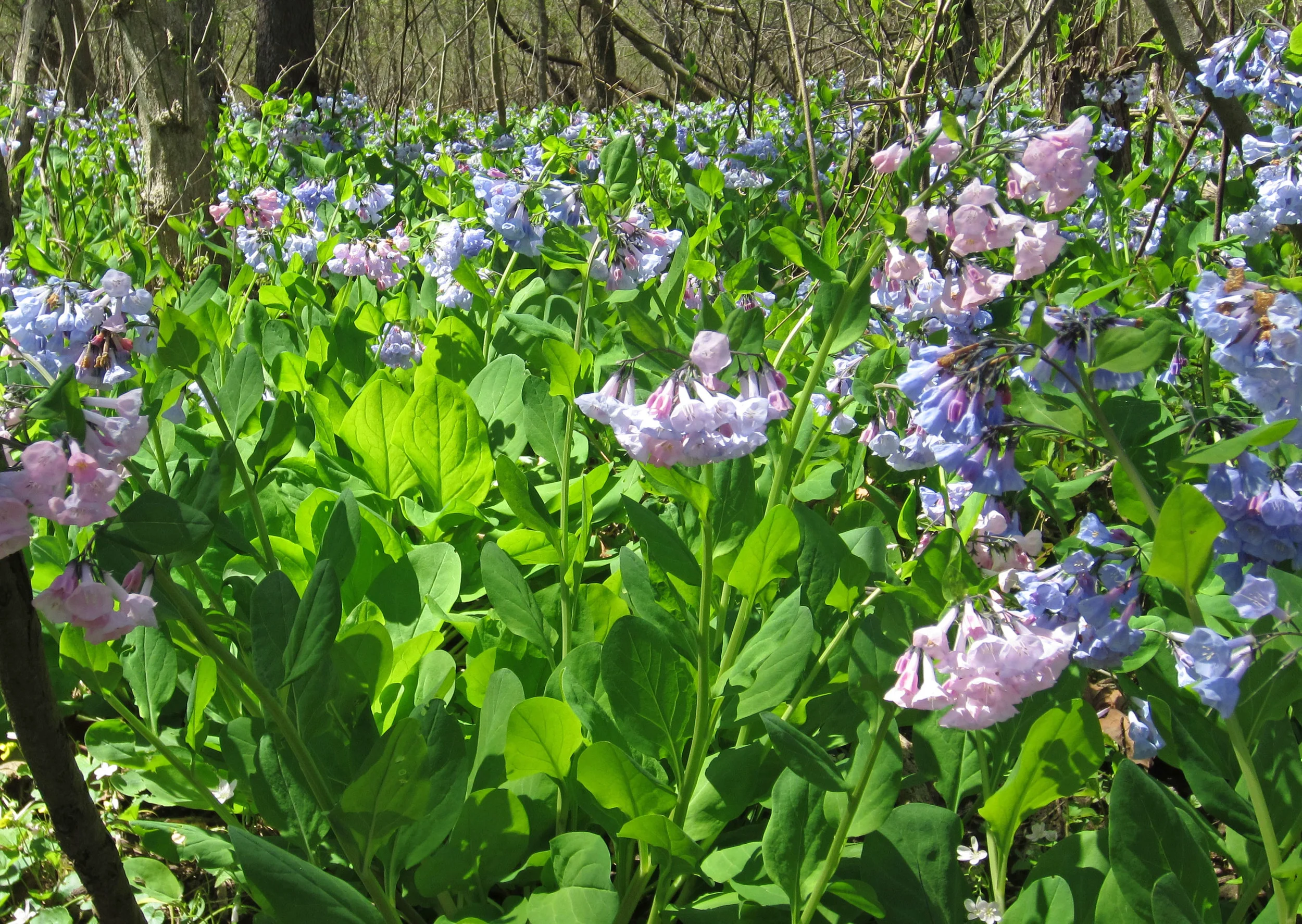 pinkandbluebells.jpg