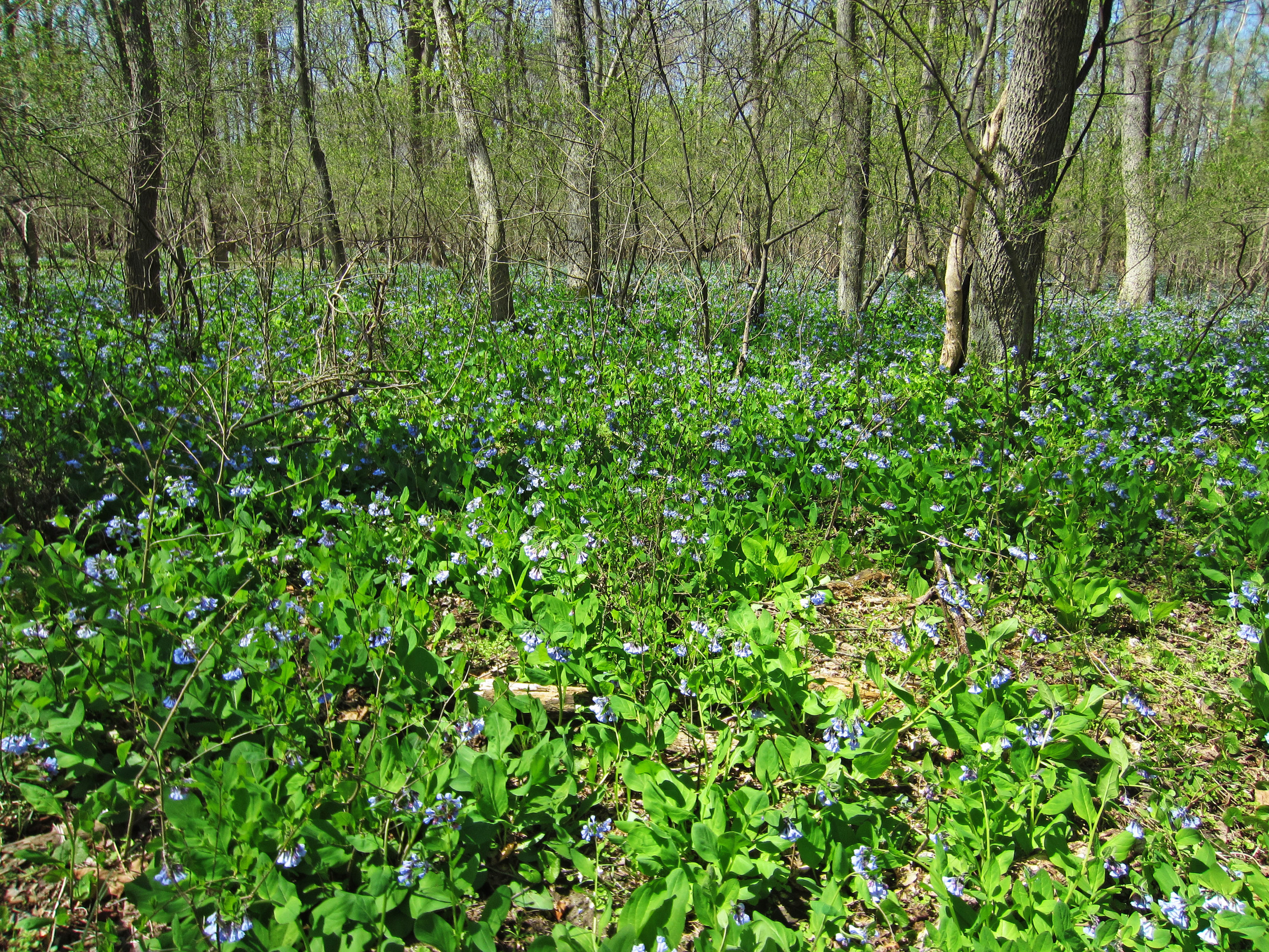 bluebellfield.jpg