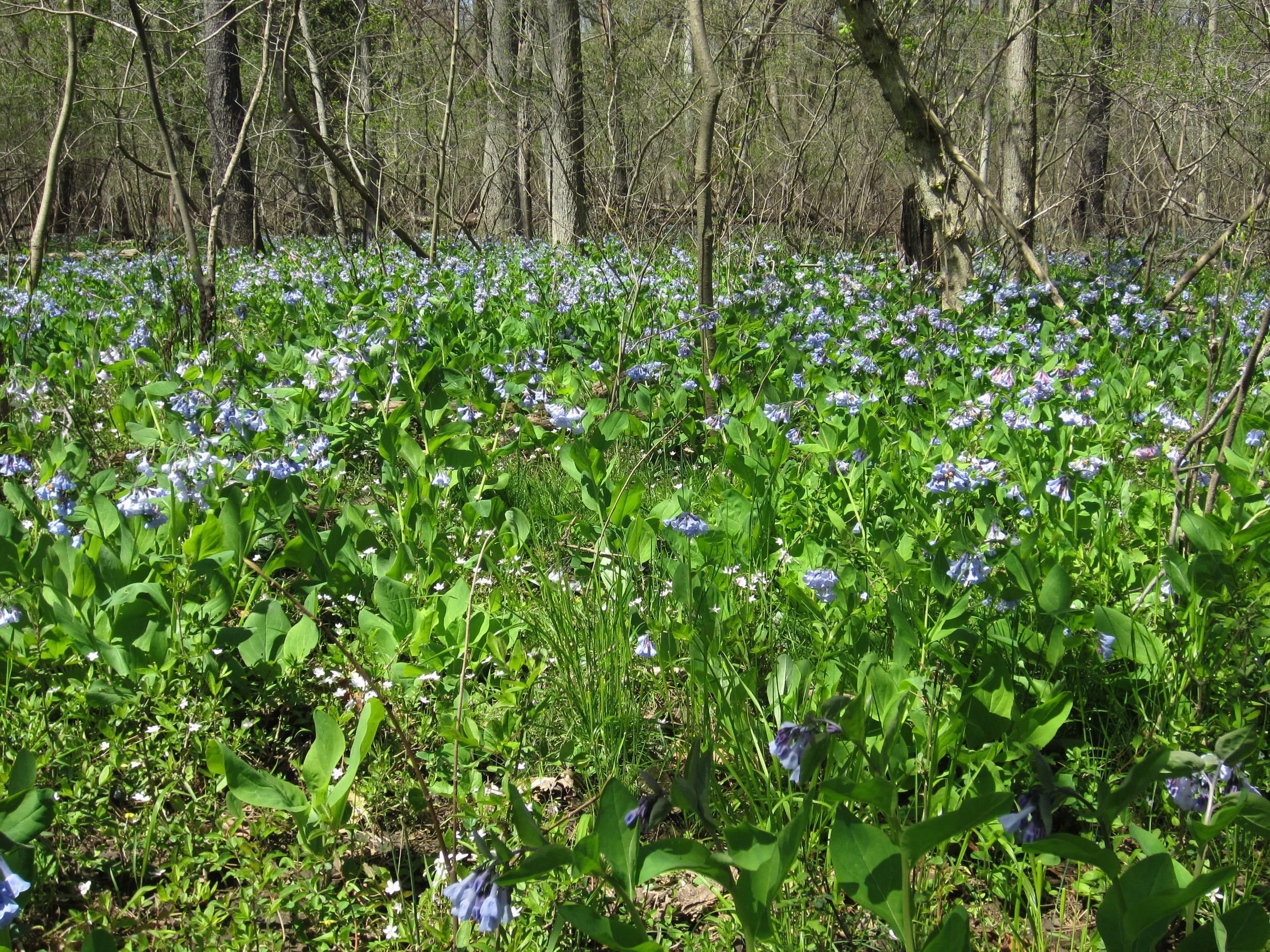 bluebellslower.jpg