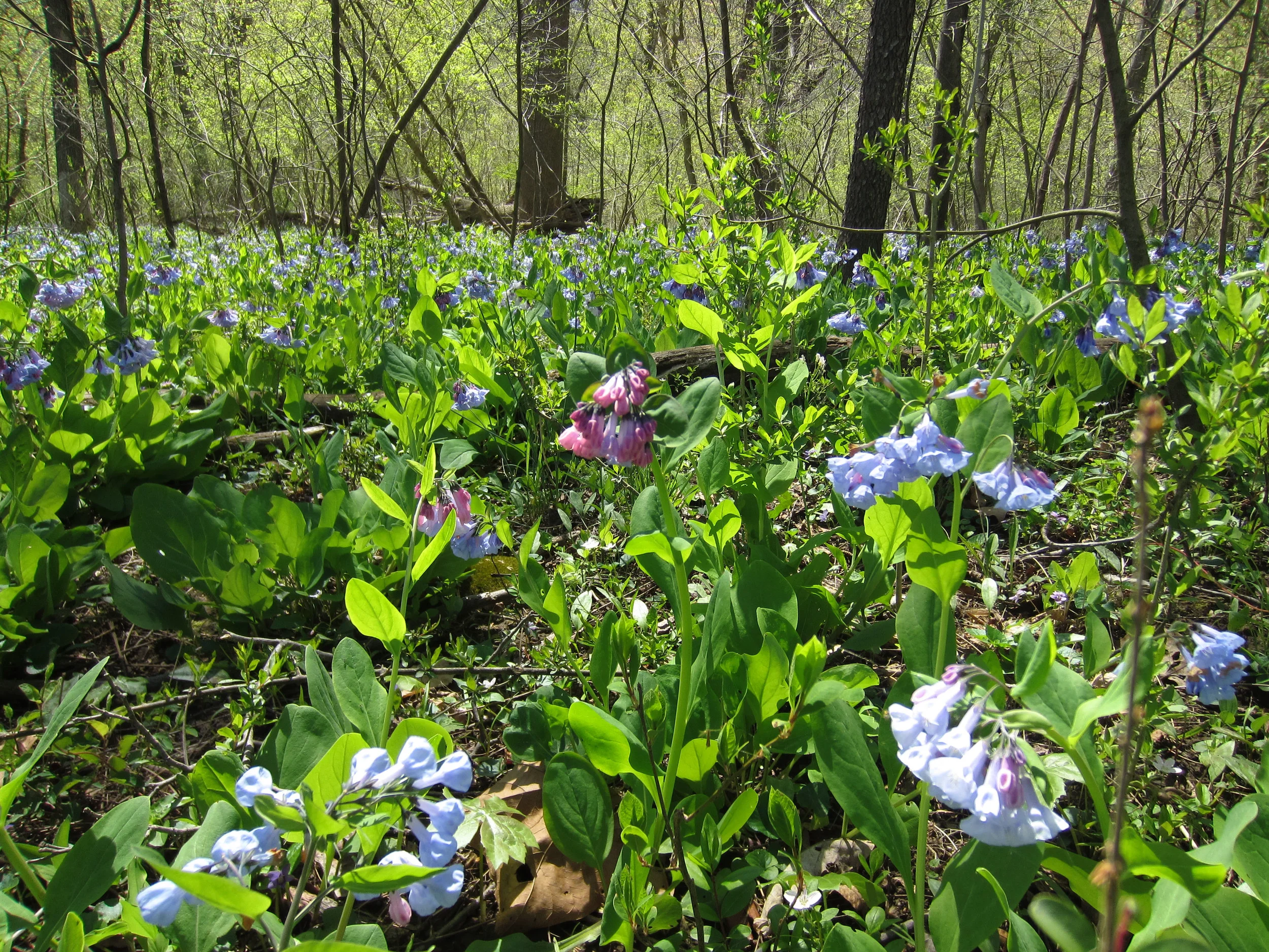 pinkbluebells.jpg