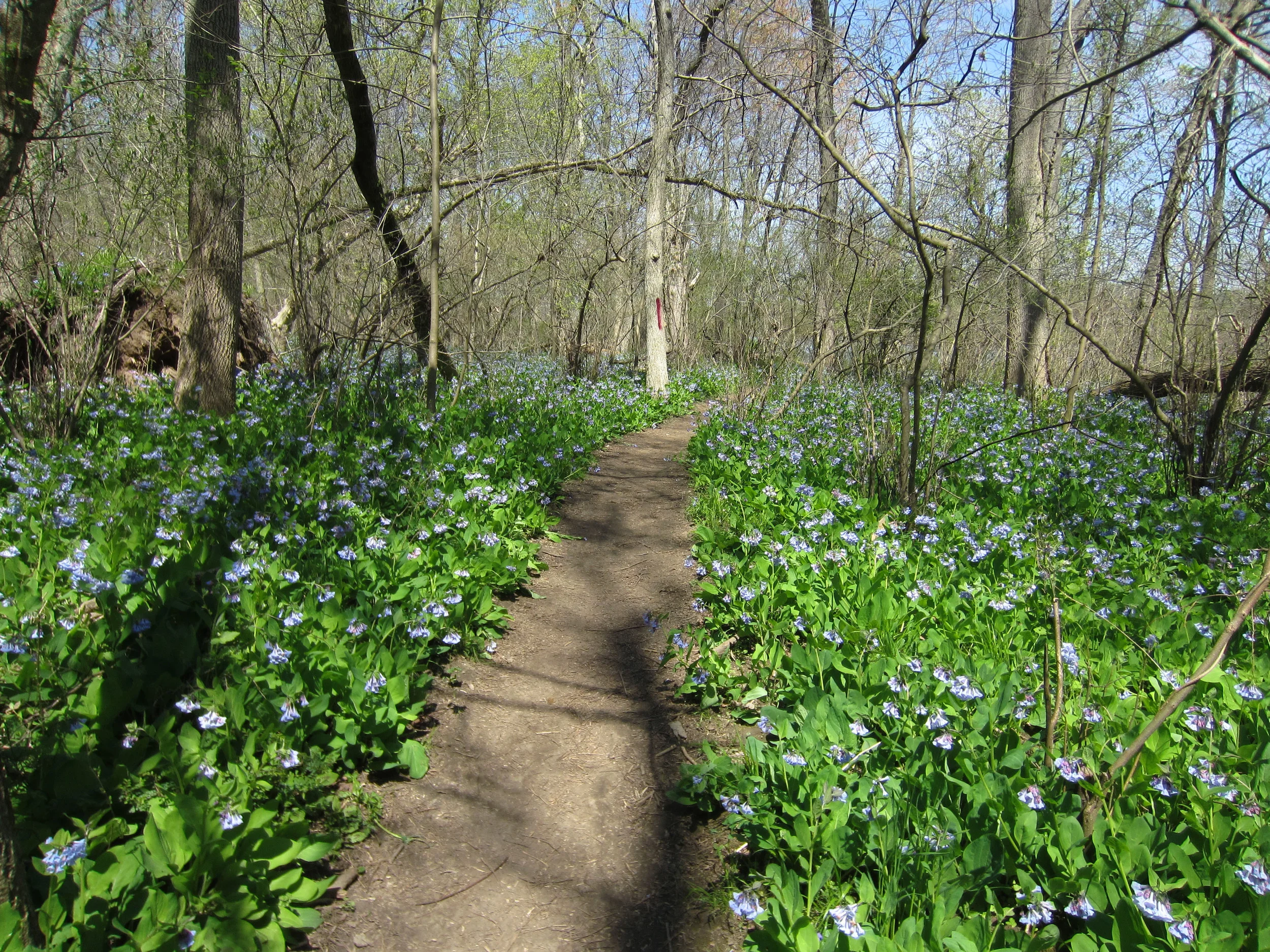 bluebelltrail.jpg