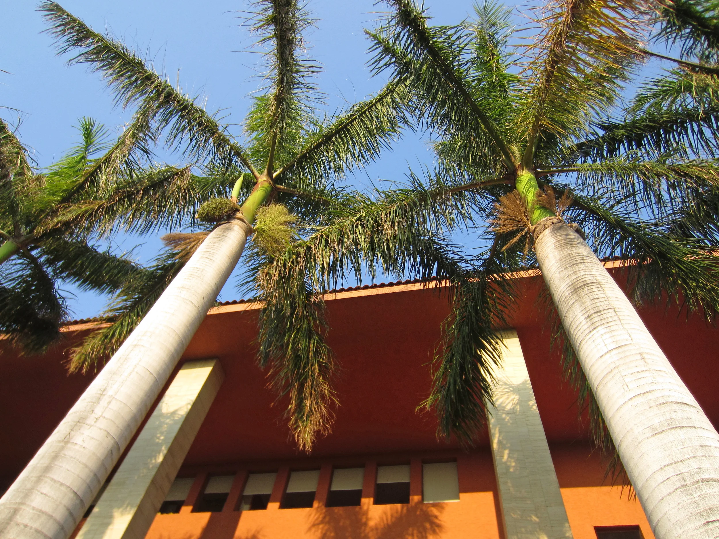 lookinguptrees.jpg