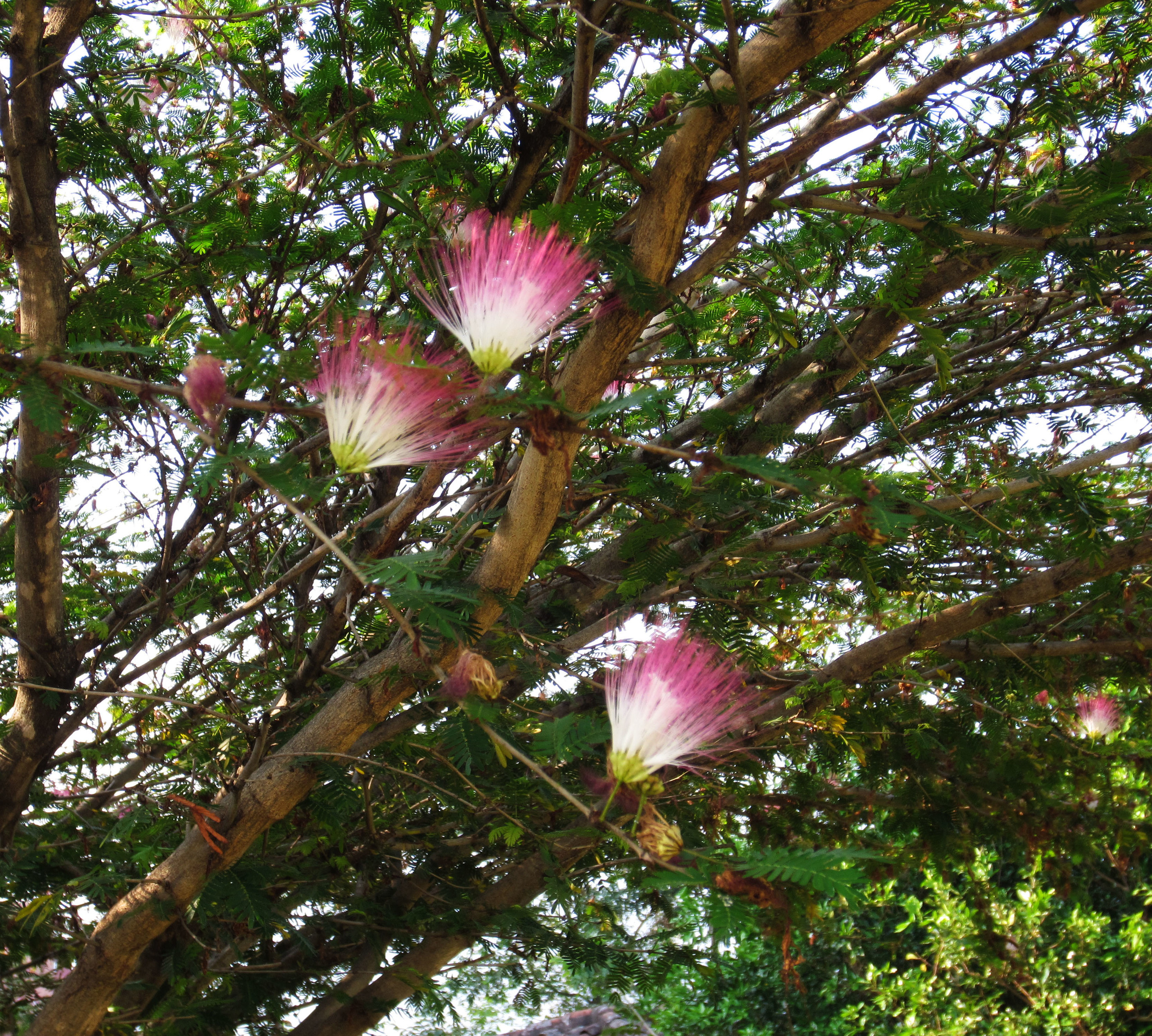 floofytreeflowers.jpg