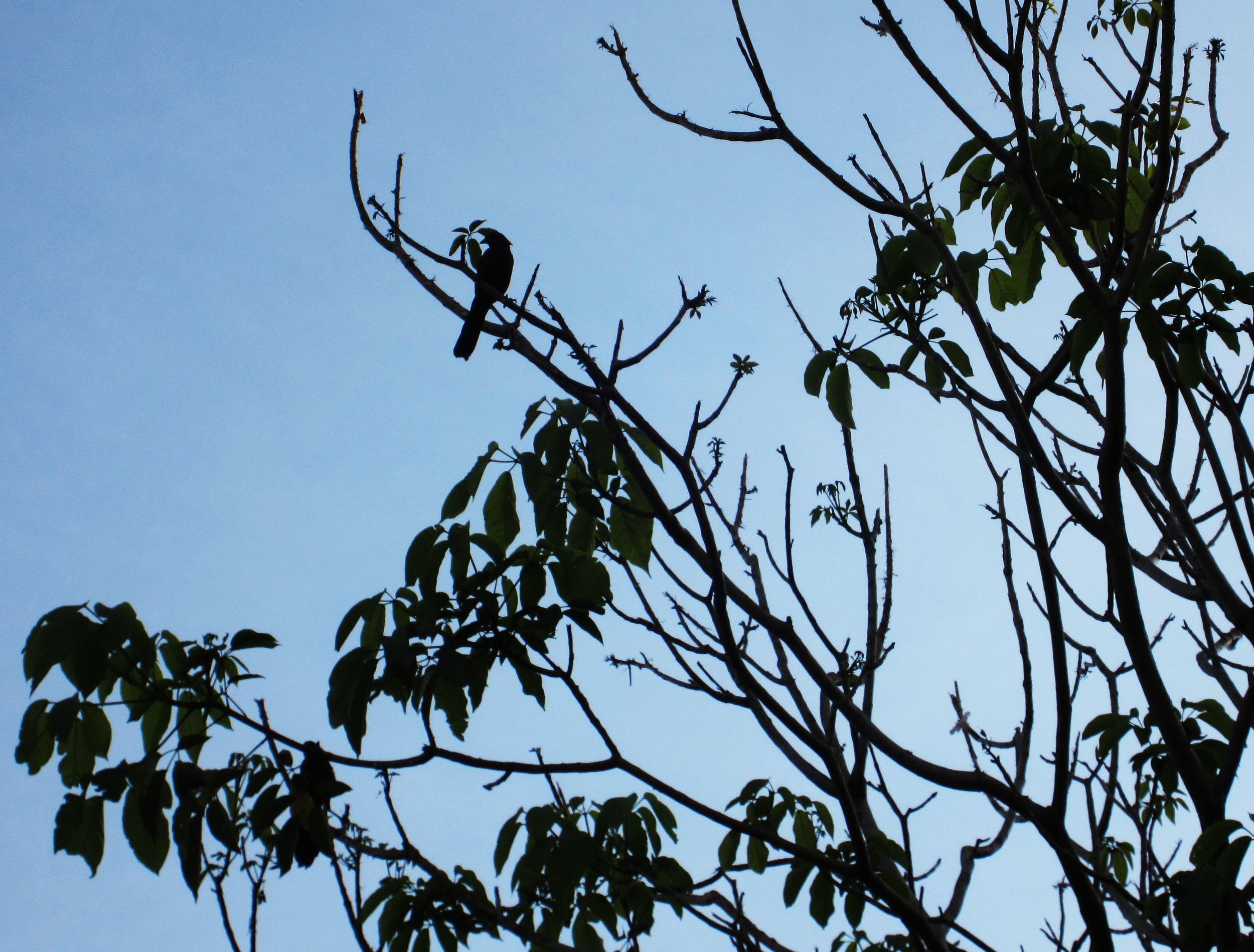 birdintree.jpg