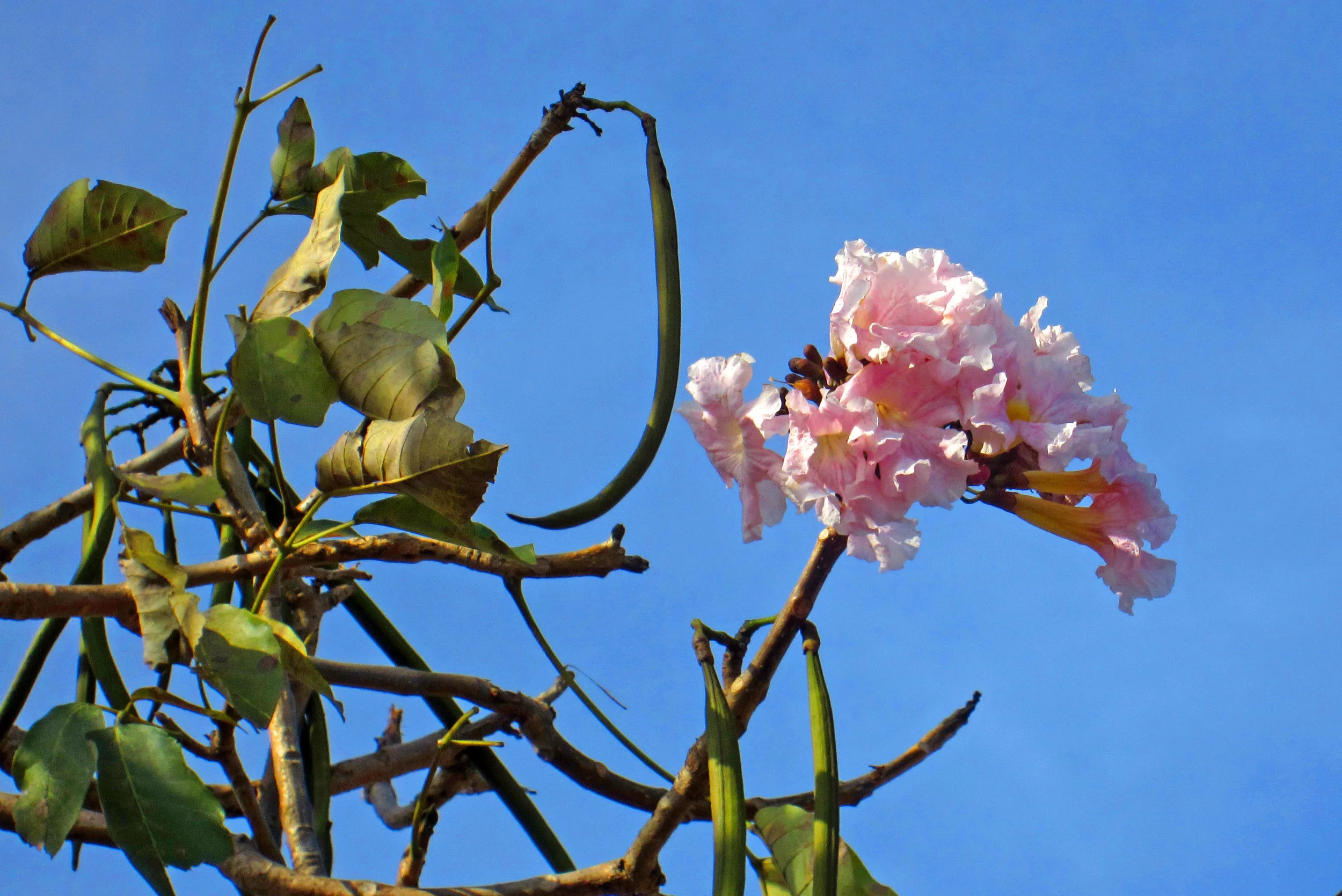 tangledflower.jpg