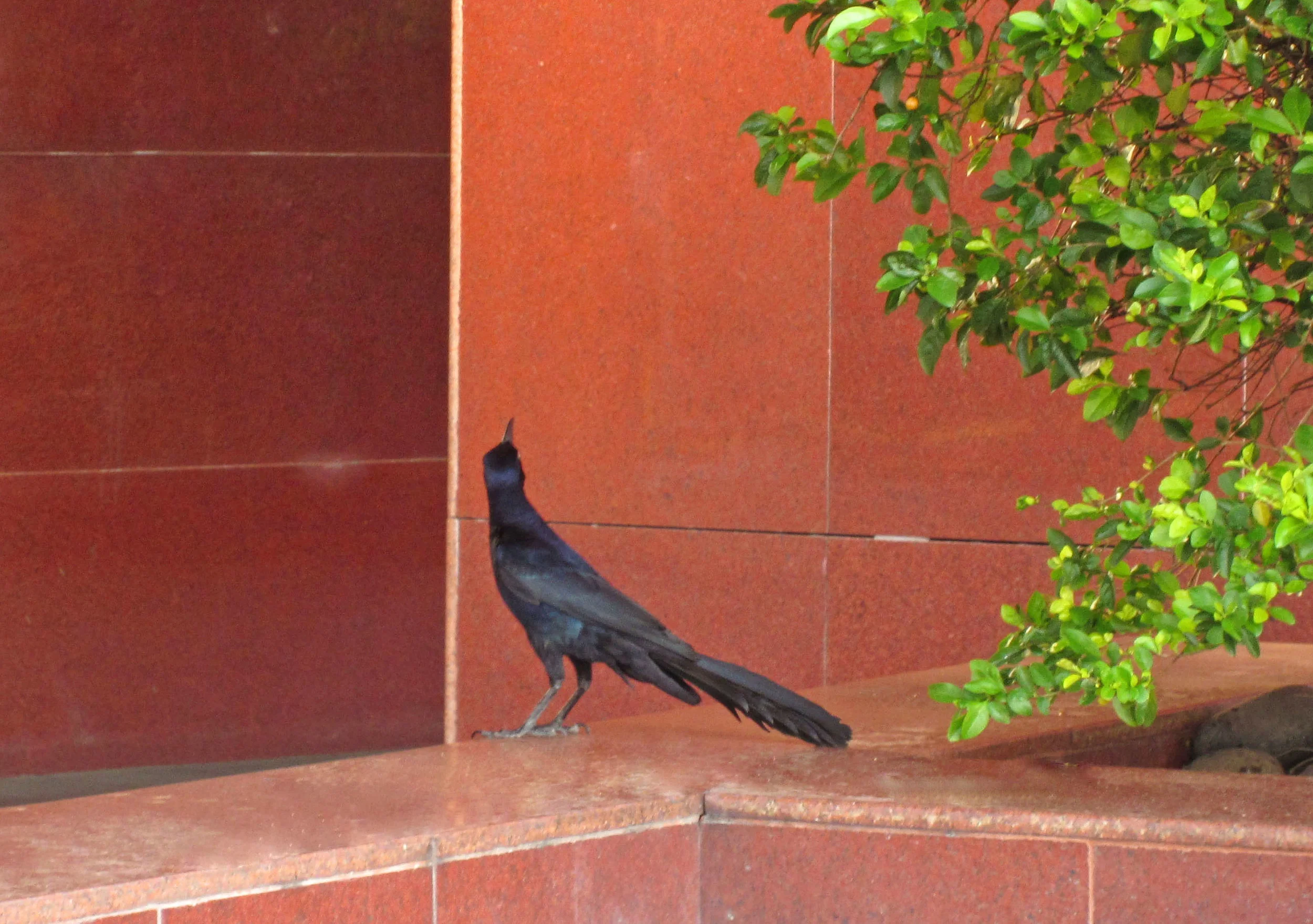 bird.jpg