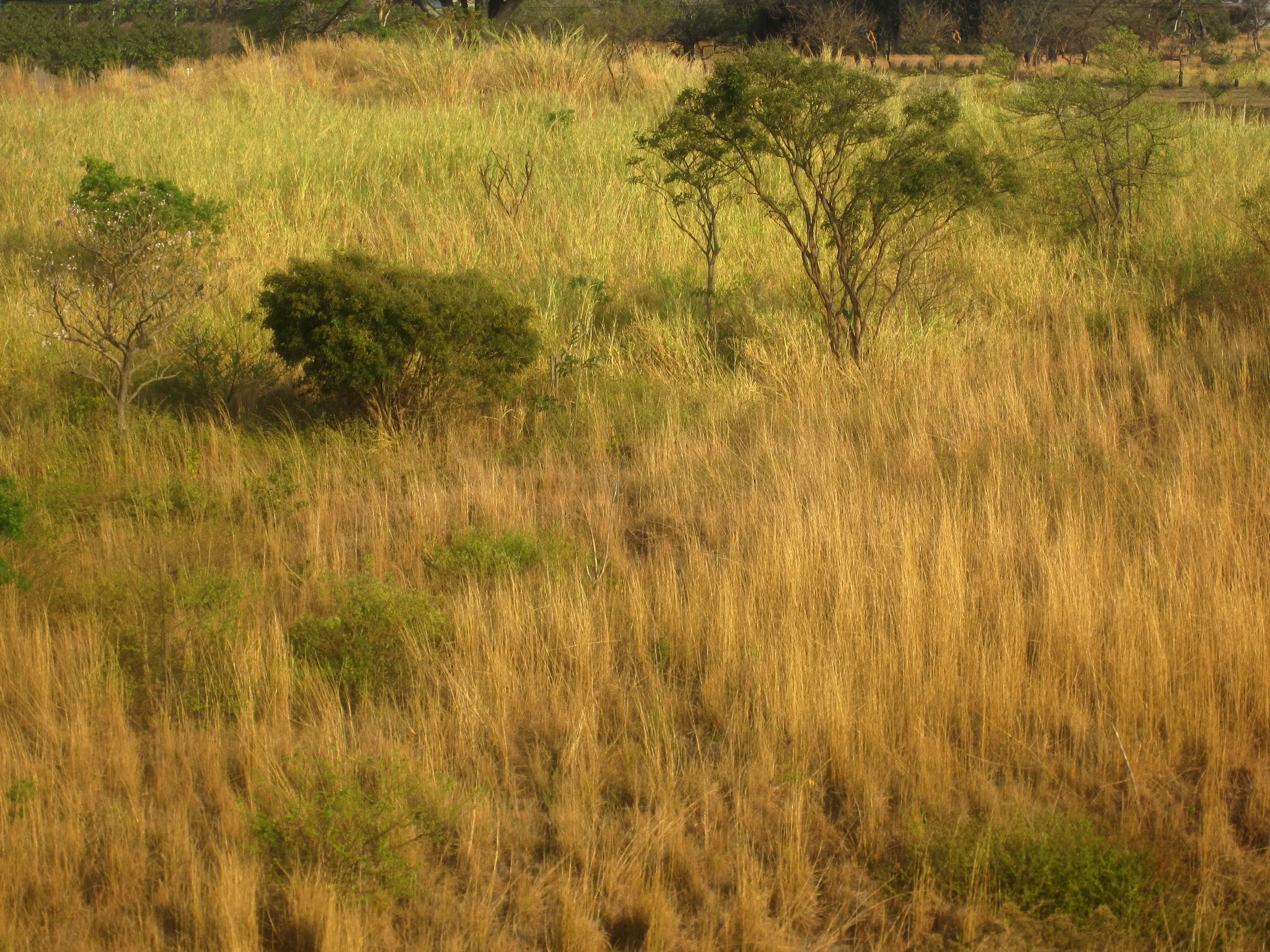 grassland.jpg