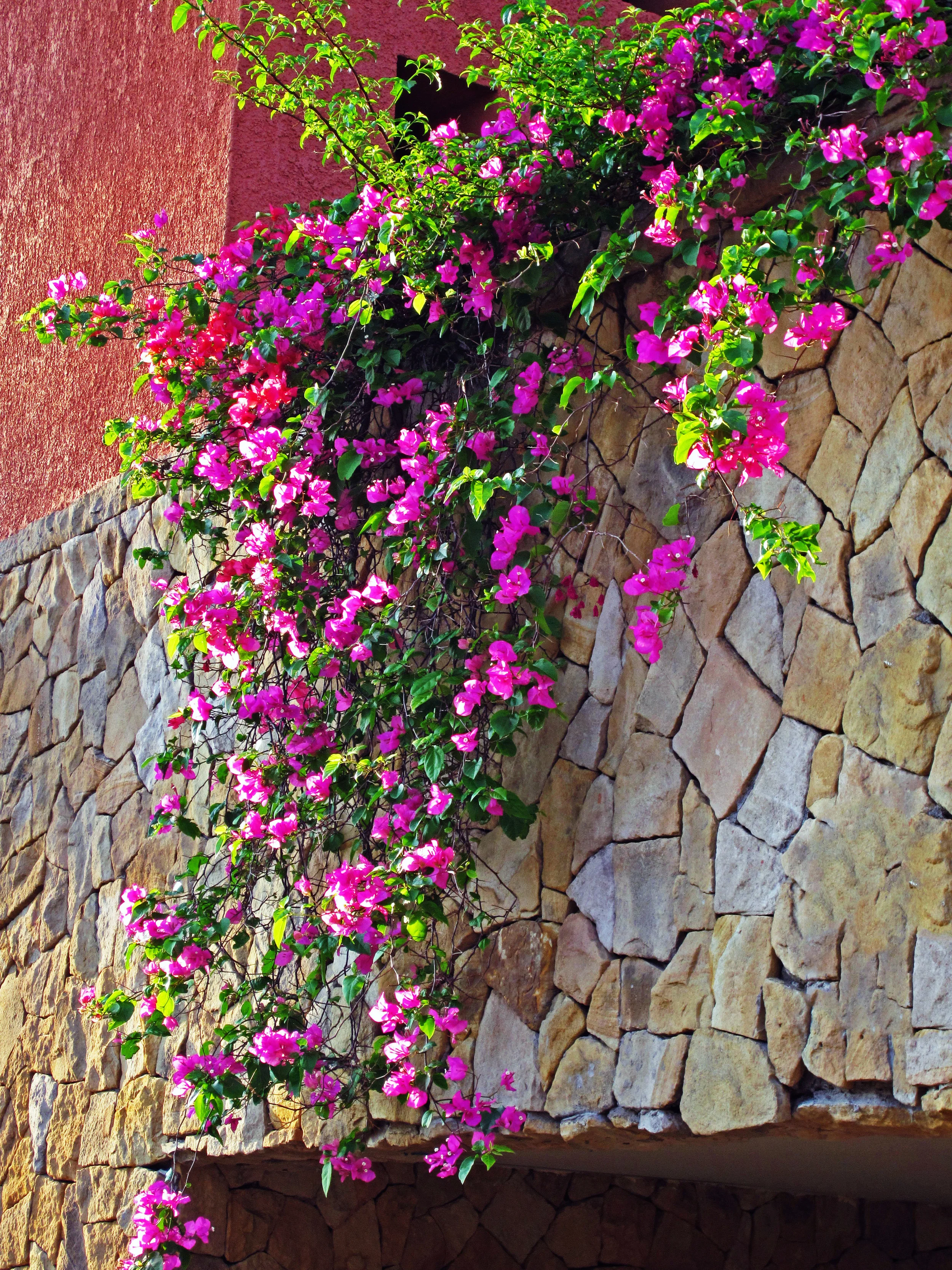 flowercascade.jpg