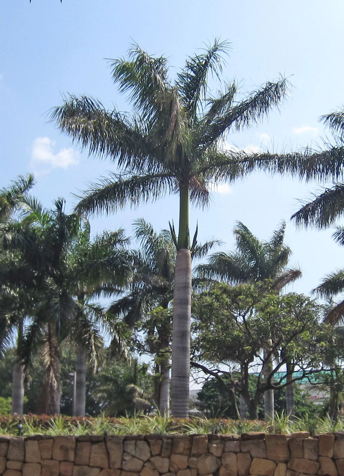 tree.jpg