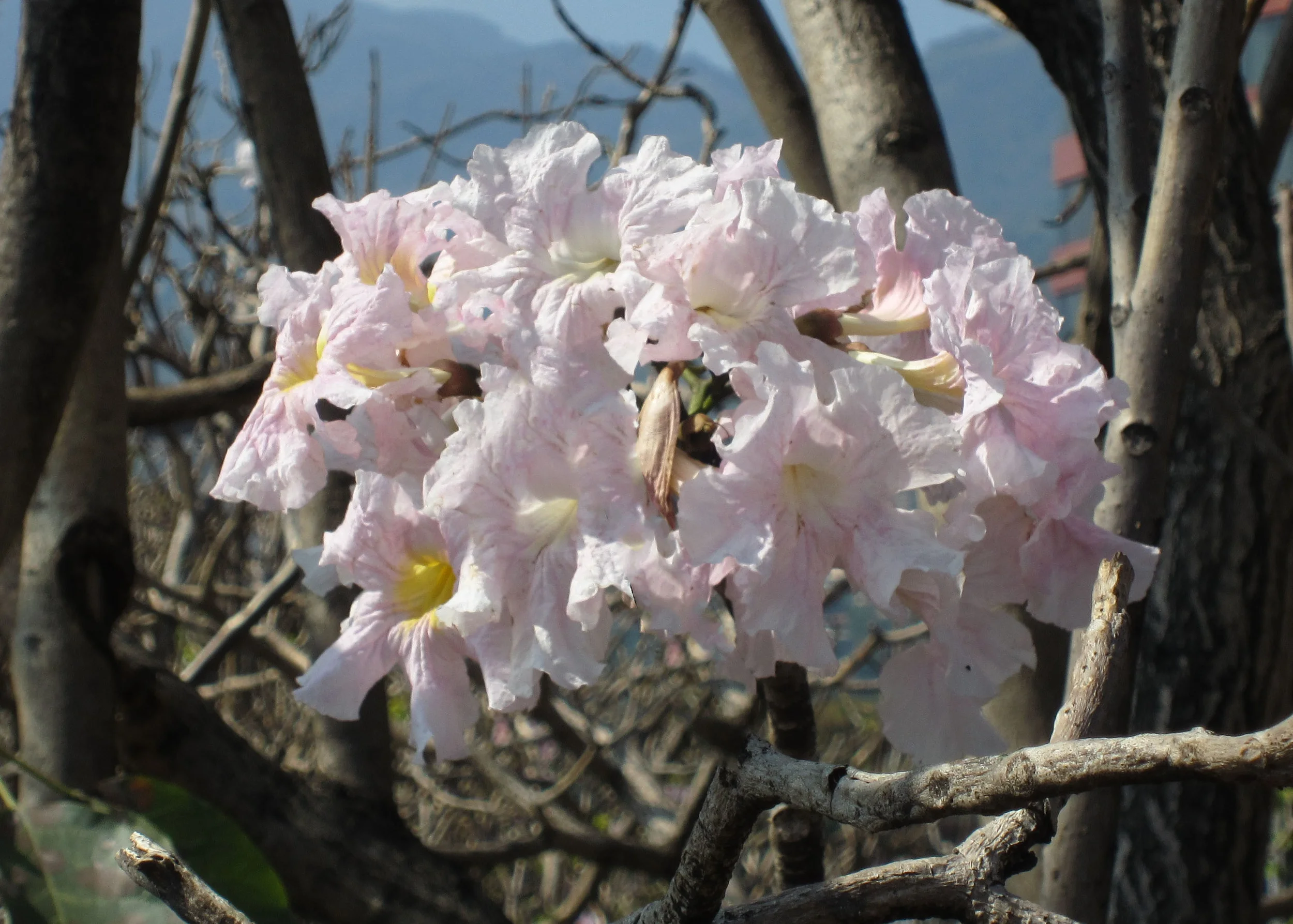 CRflower1.jpg