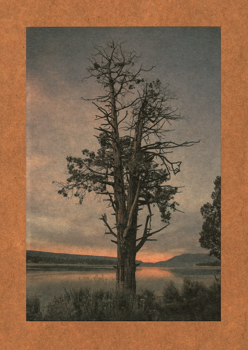 Coyote Medicine, Big Bear CA