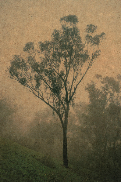 elysian3web.png
