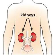 kidney image.jpeg