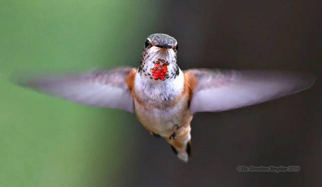 Female RufusHummingbirdIronCross_68452019-05-13.jpeg