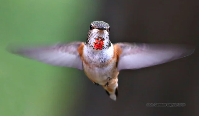 Hummingbirds? In Alaska? Yep!