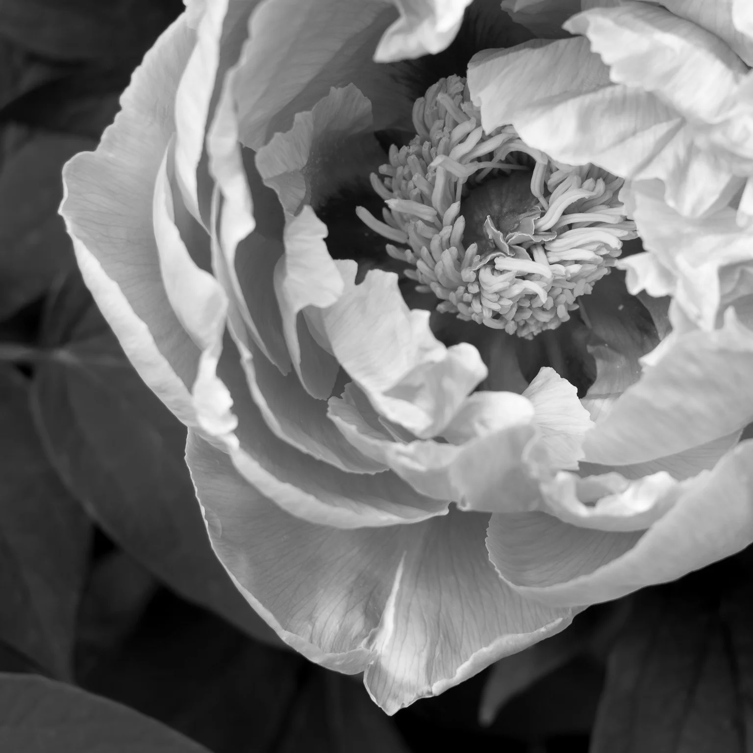 058-PF-Rorschach-0078-P-1205.jpg