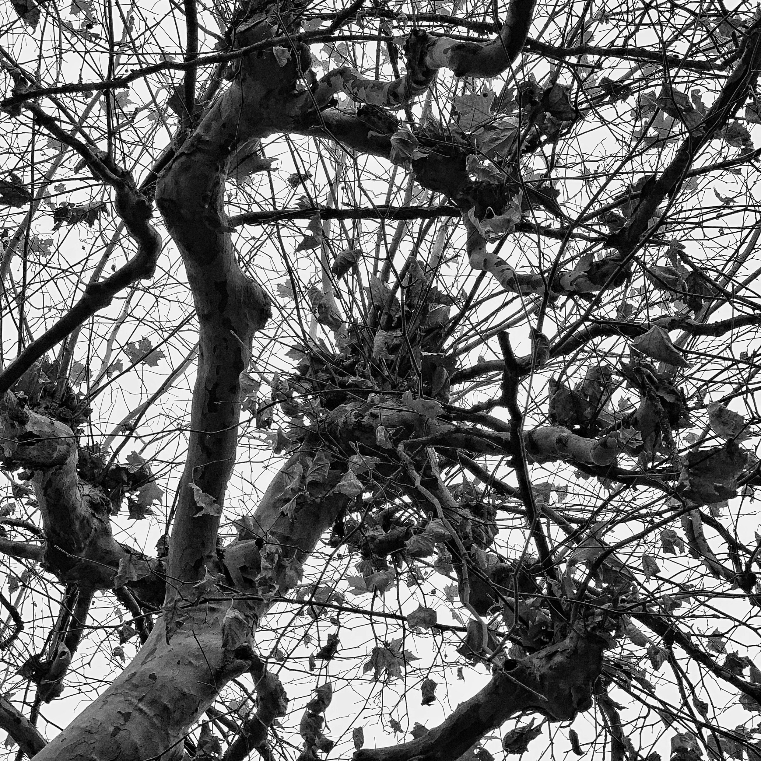 POTD-2018-11-25.jpeg