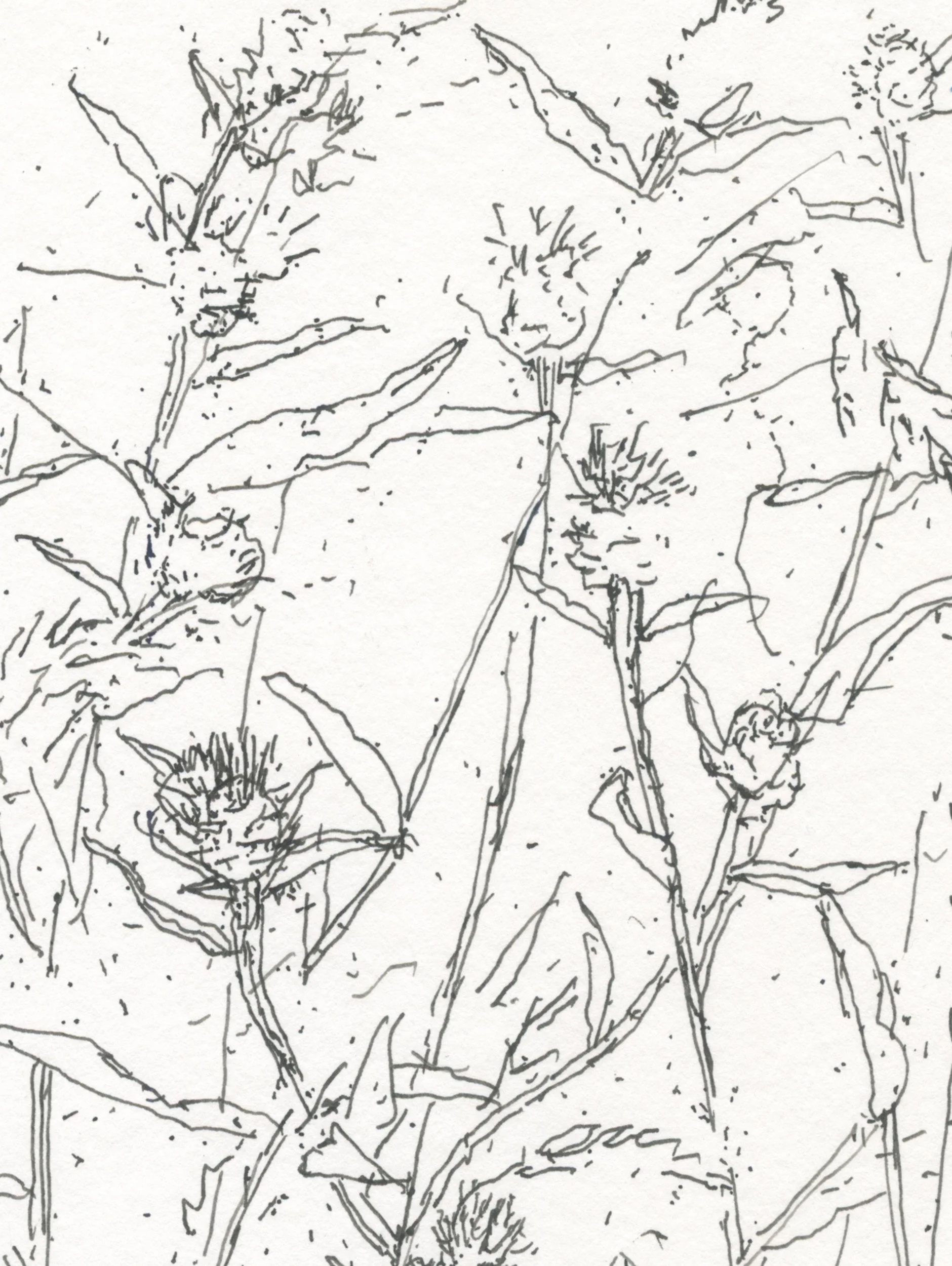 2Knapweed Wales web D2.jpg