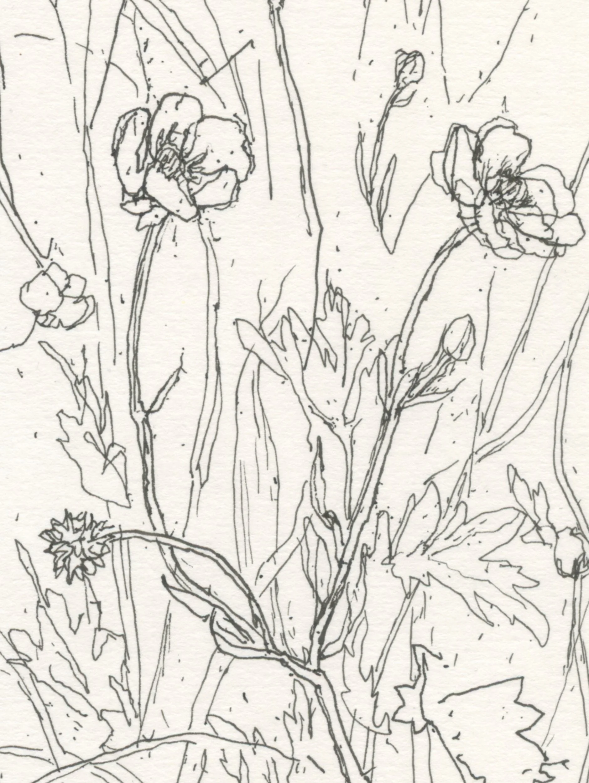 3Buttercup Field web D2.jpg