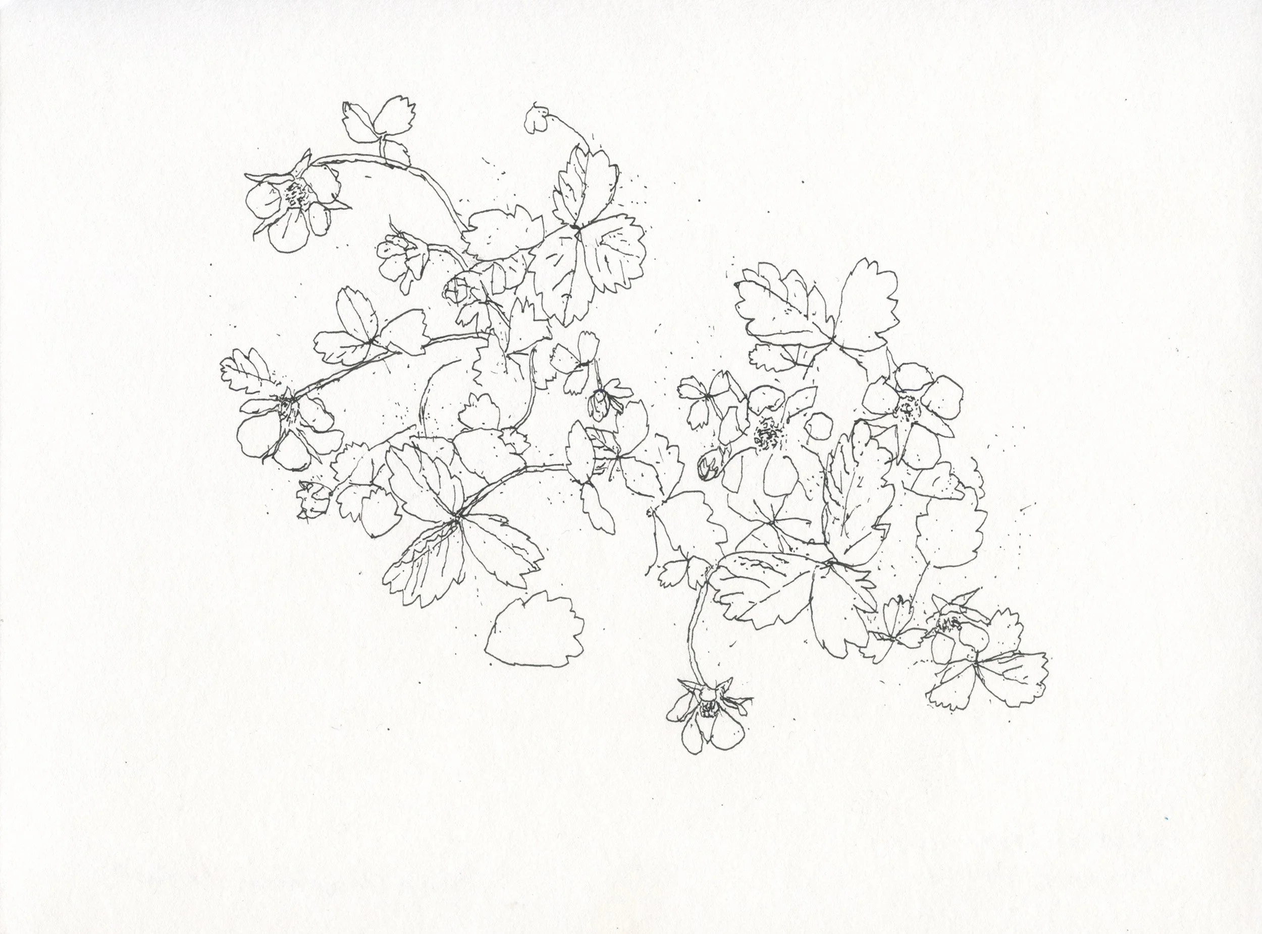 2aBarren Strawberry web.jpg